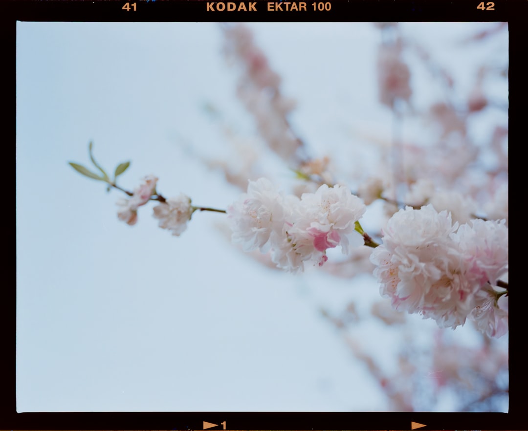 Sakura Roll